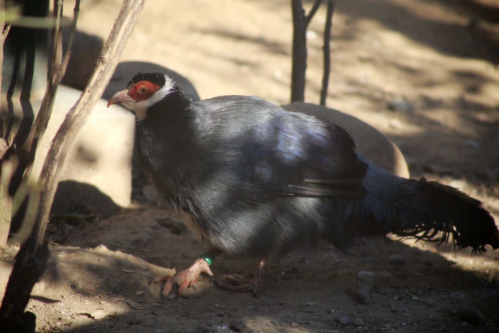 Tibetan Eared Pheasant (Crossoptilon harmani)