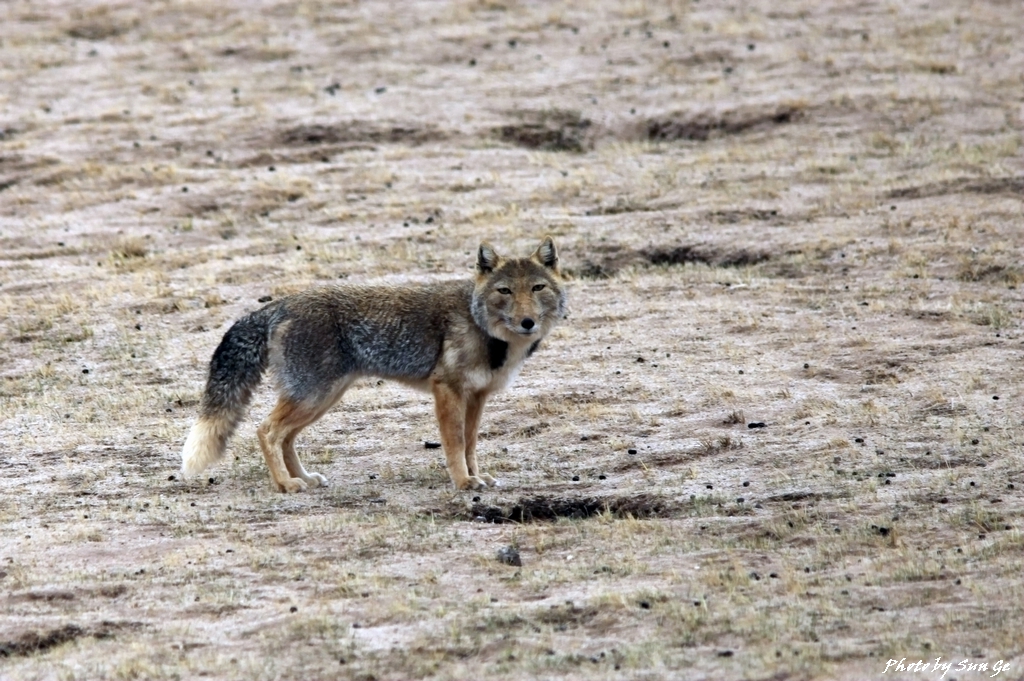 Tibetan Fox