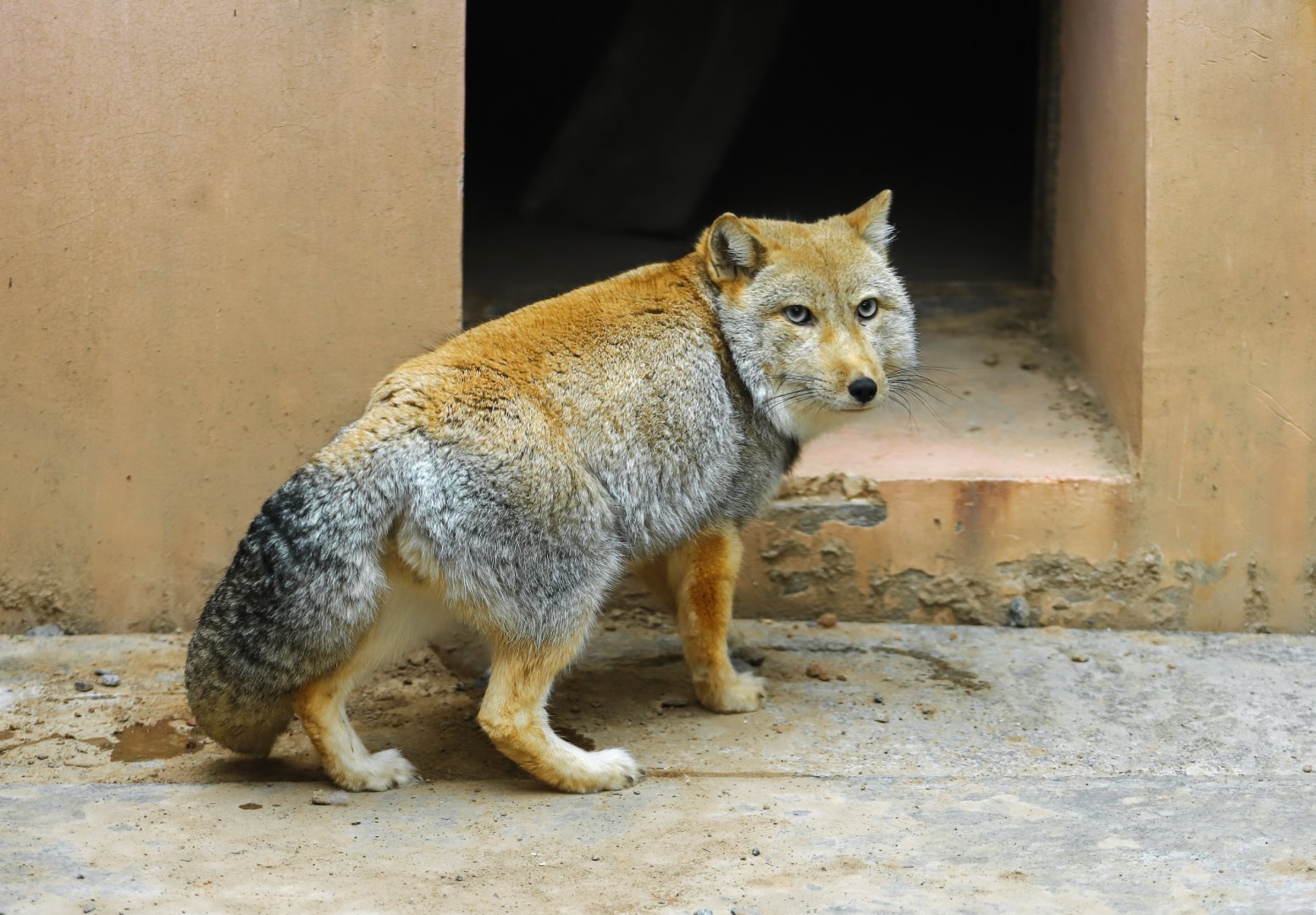 Tibetan fox