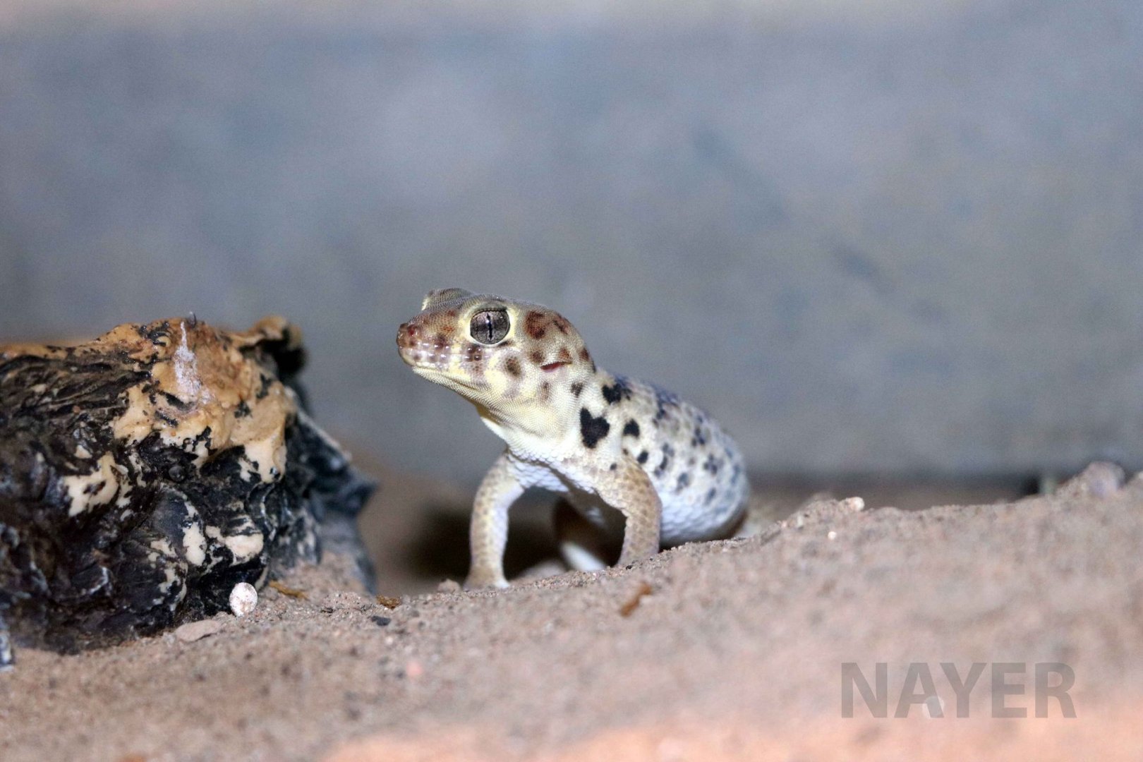 Tibetan frog-eyed gecko, July 2016