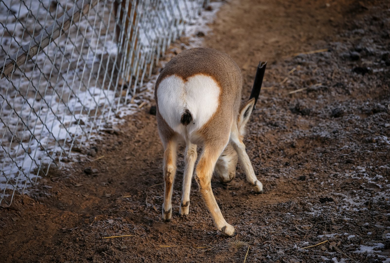 Tibetan gazelle butt