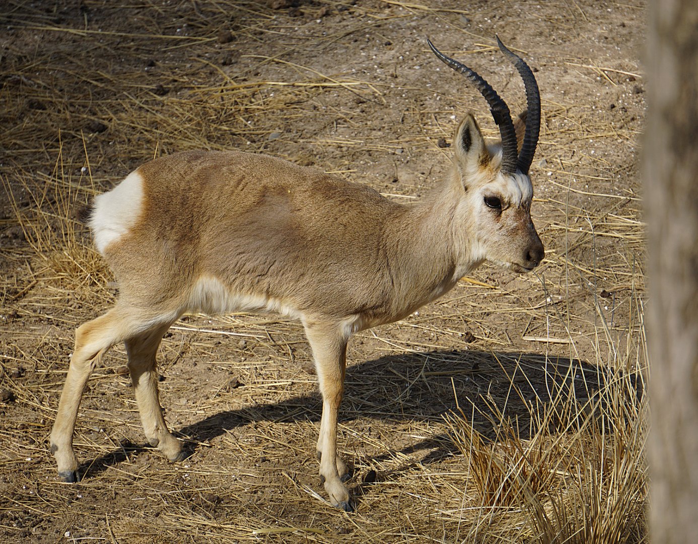 Tibetan gazelle (Procapra picticaudata)