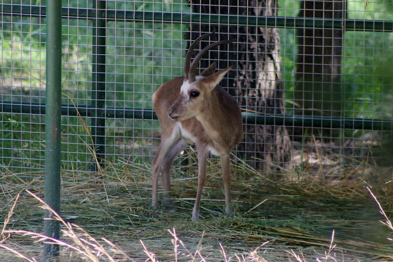 Tibetan Gazelle (Procapra picticaudata)