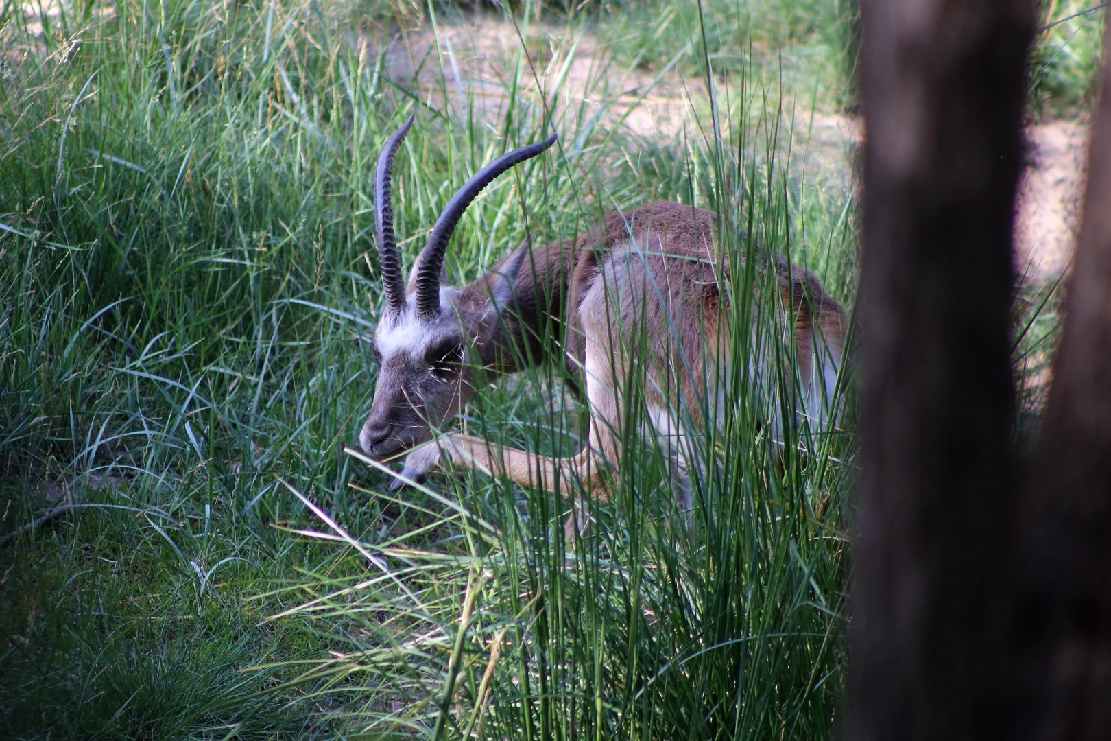 Tibetan Gazelle Scratching
