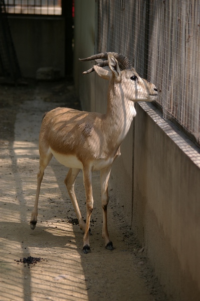 Tibetan Gazelle