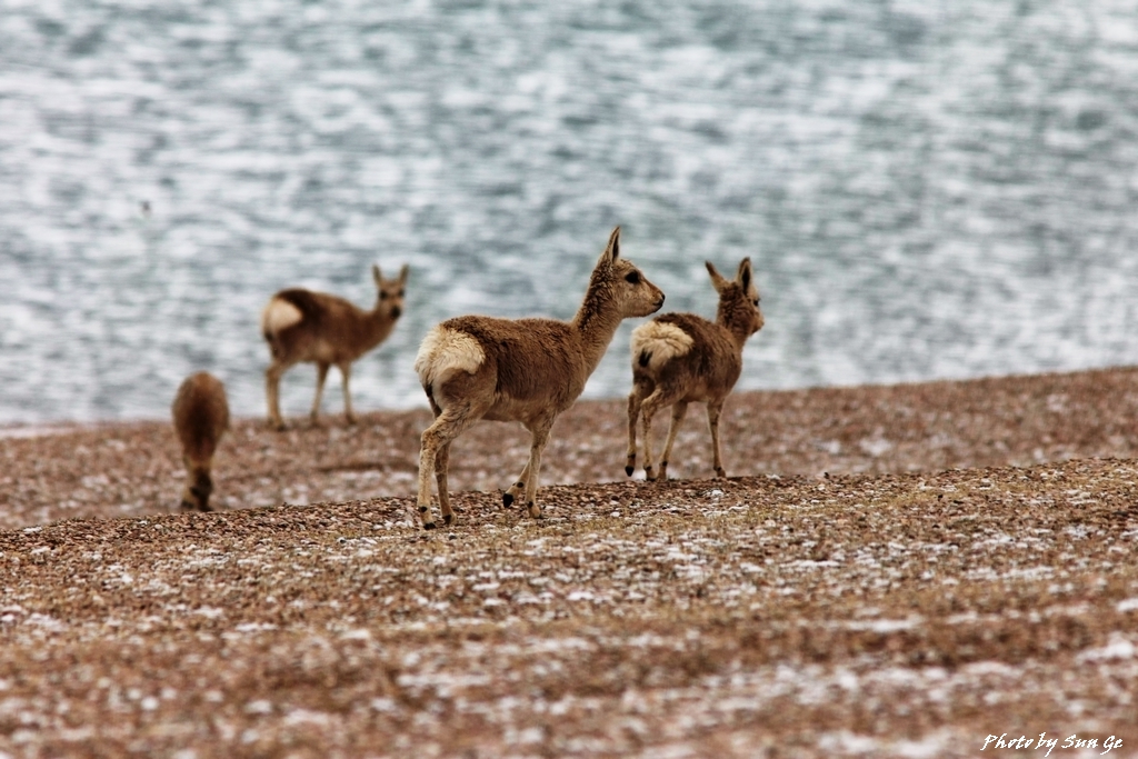 Tibetan Gazelle