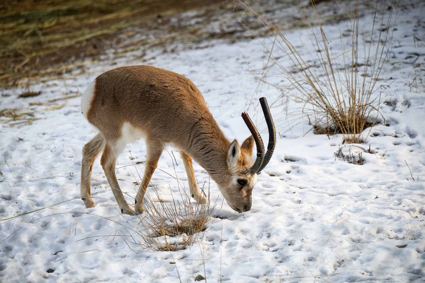 Tibetan gazelle