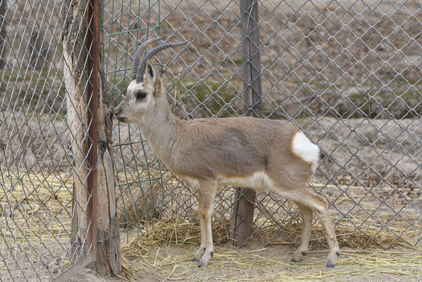 Tibetan gazelle