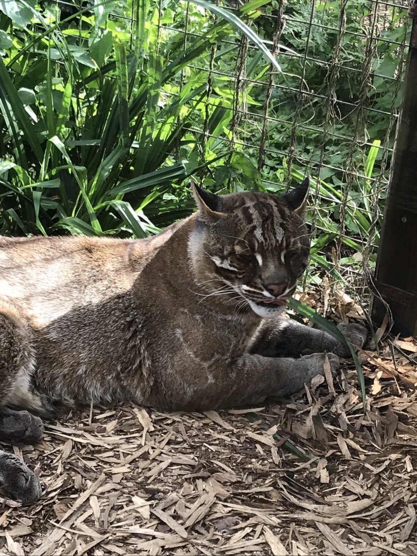 Tibetan golden cat 070819