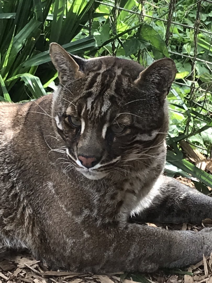 Tibetan golden cat 070819