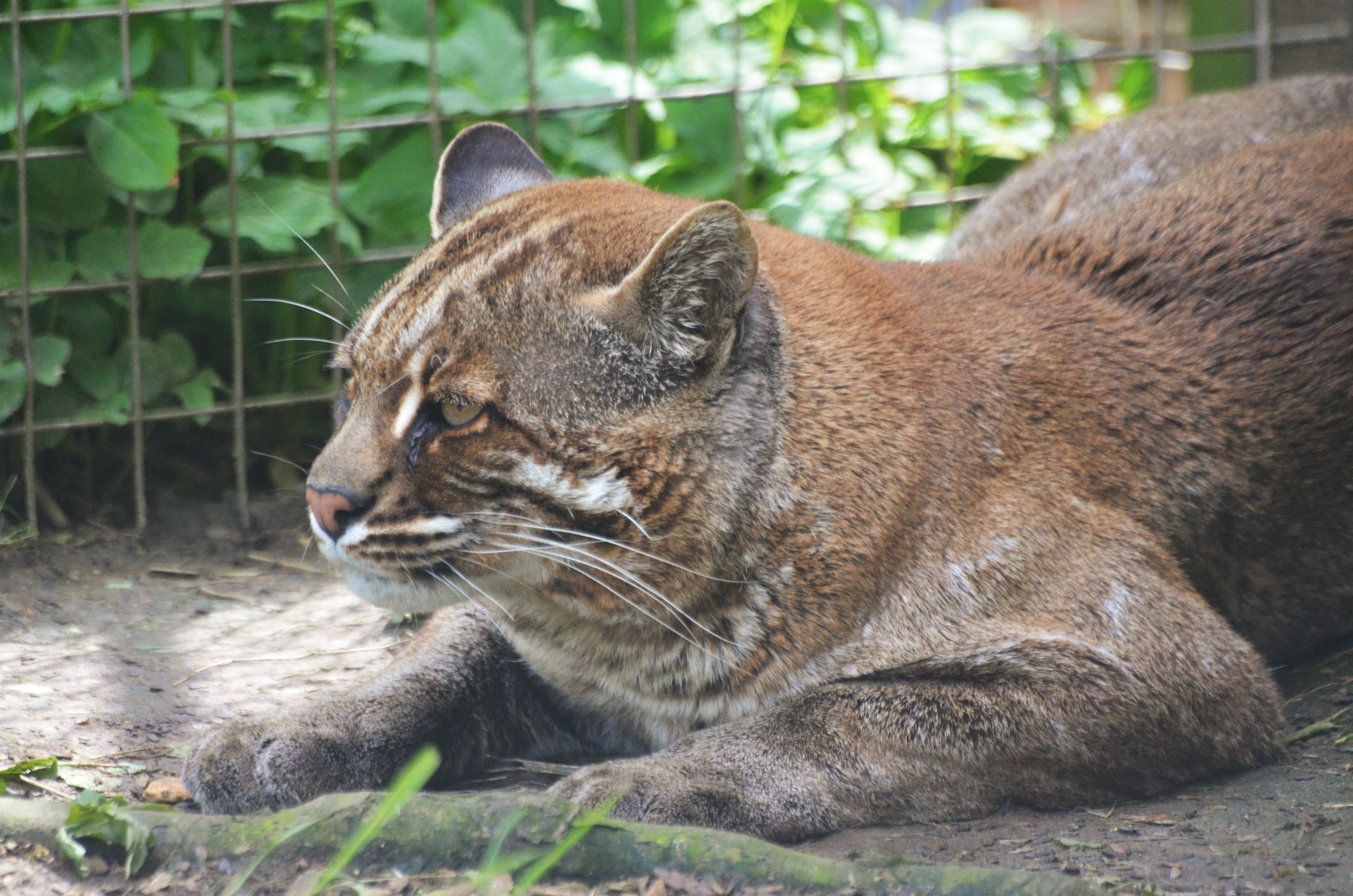 Tibetan Golden Cat at Thrigby Hall, 10/06/17