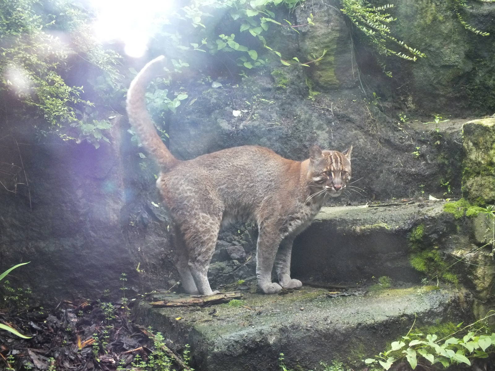Tibetan Golden Cat (Catopuma temminckii tristis) at Edinburgh Zoo - July 6t
