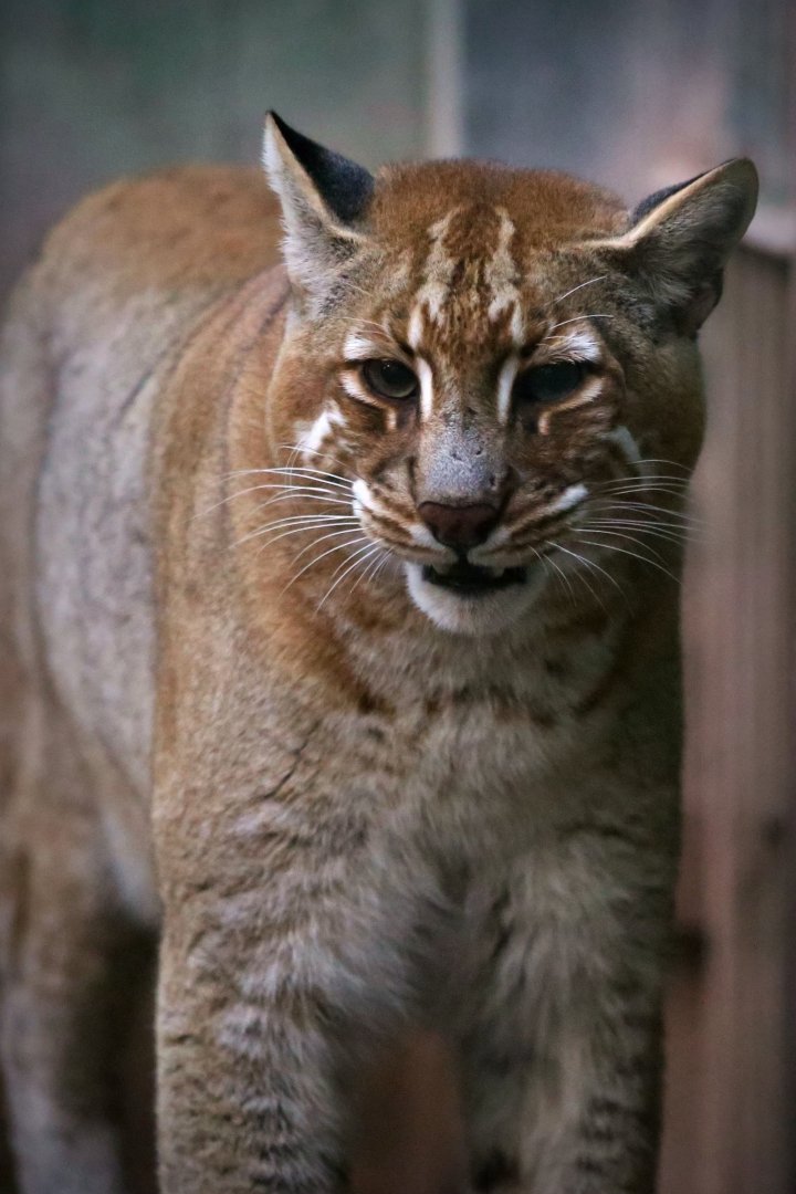 Tibetan Golden Cat (Catopuma temminckii tristis)