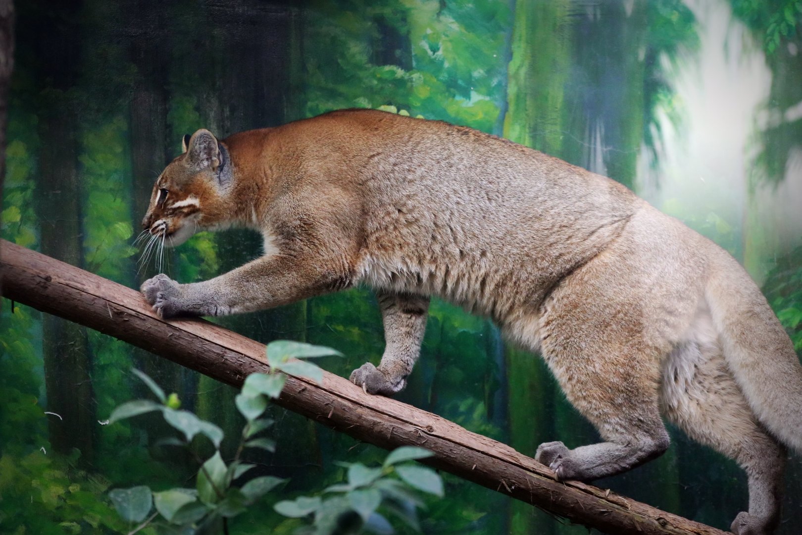Tibetan Golden Cat (Catopuma temminckii tristis)