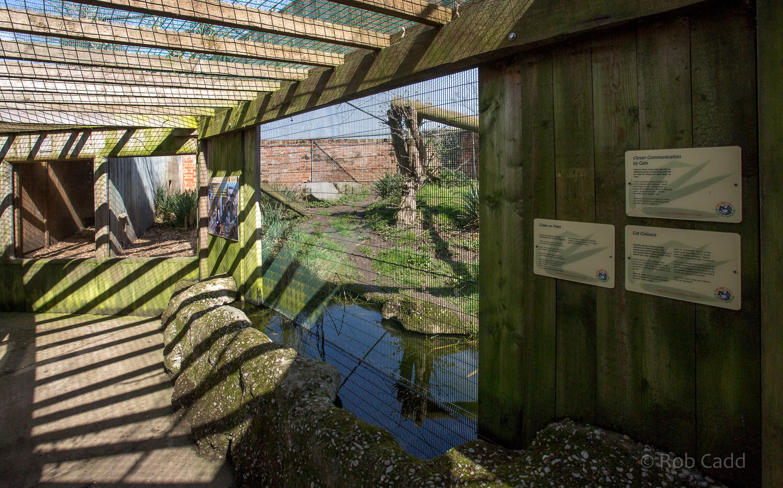 Tibetan golden cat (exhibit) : Thrigby Hall : 25 Mar 2016