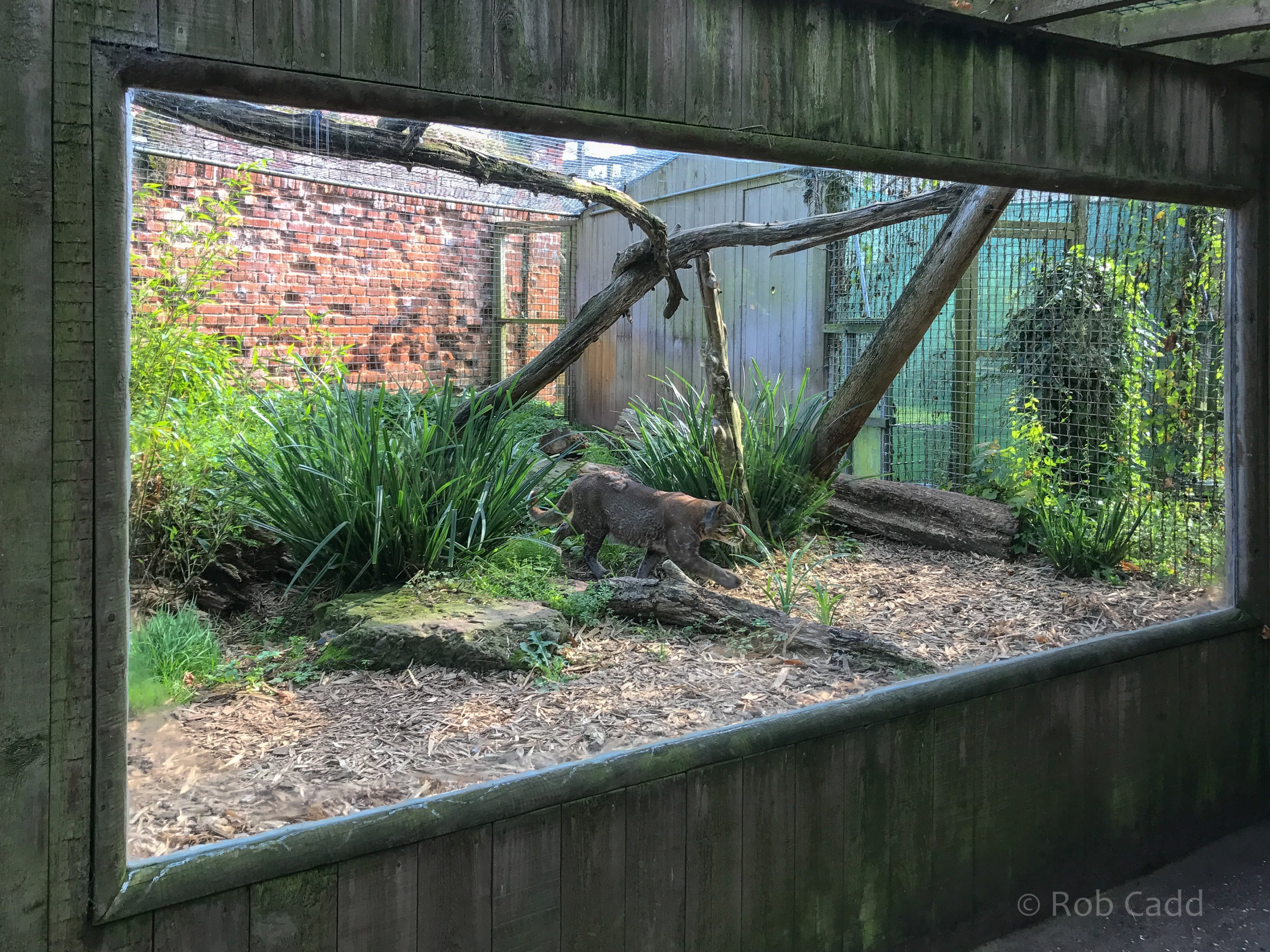 Tibetan golden cat (exhibit) : Thrigby Hall : 26 Sep 2017