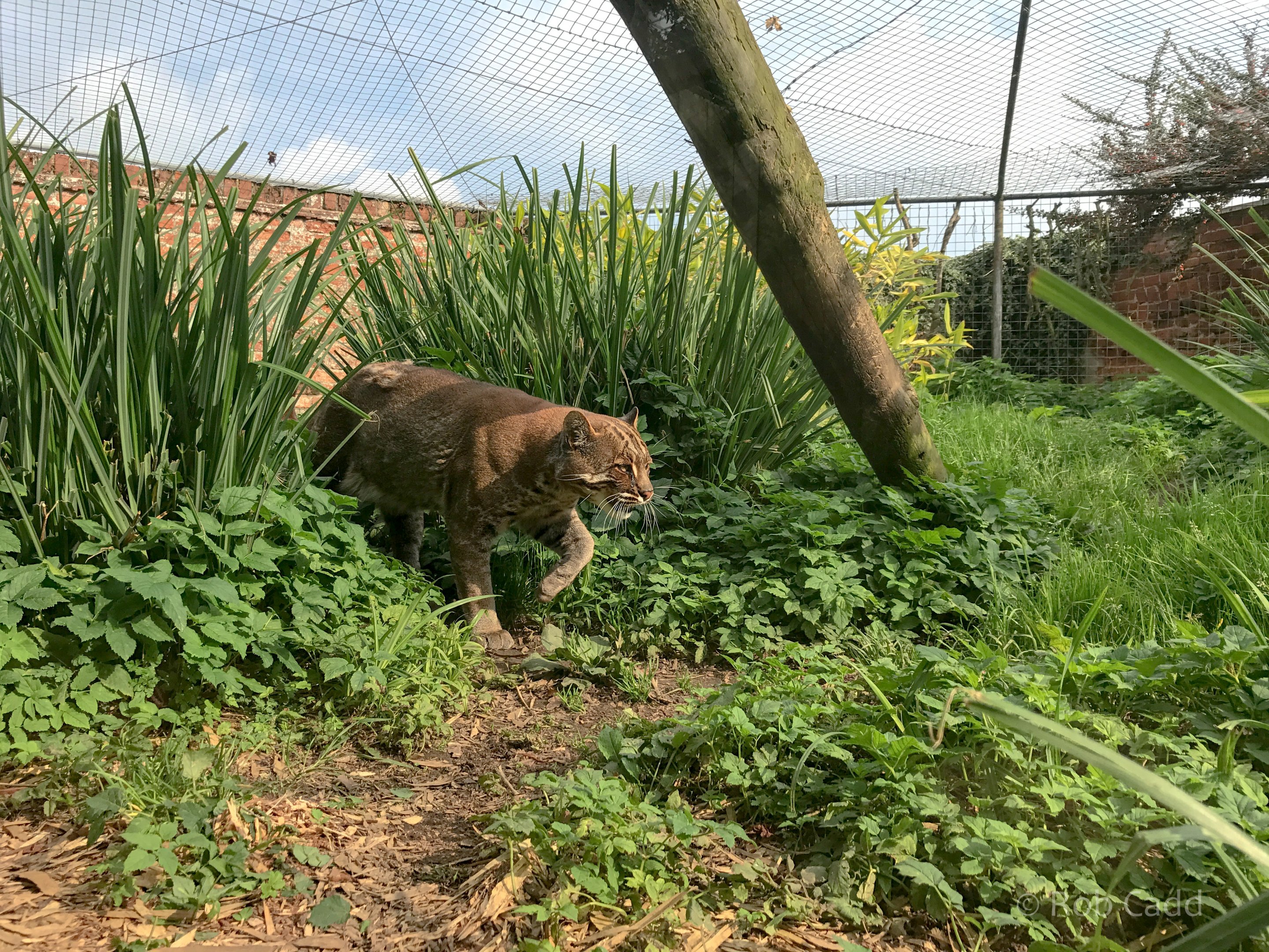 Tibetan golden cat (exhibit) : Thrigby Hall : 26 Sep 2017
