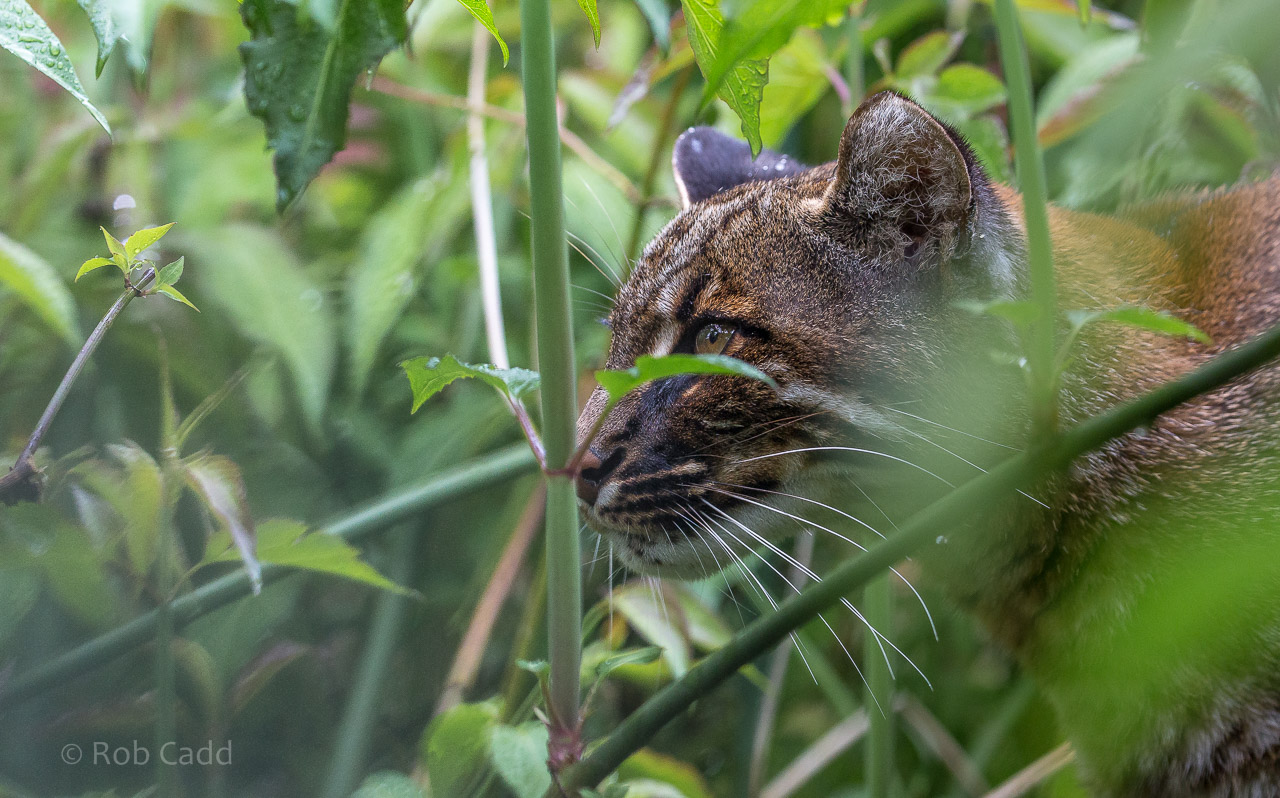Tibetan golden cat : Exmoor Zoo : 22 May 2015