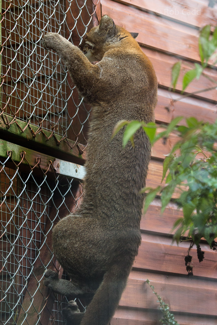 Tibetan golden cat : Exmoor Zoo : 22 May 2015