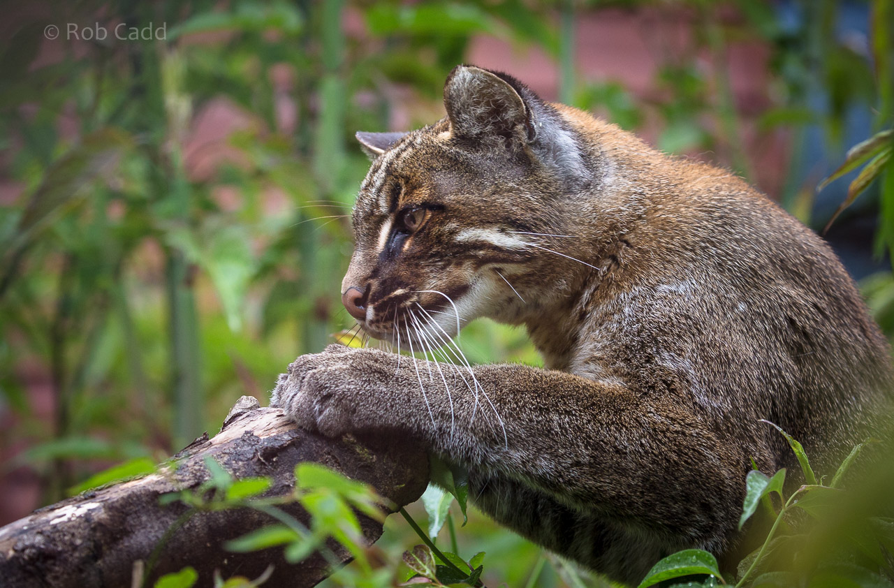 Tibetan golden cat : Exmoor Zoo : 22 May 2015