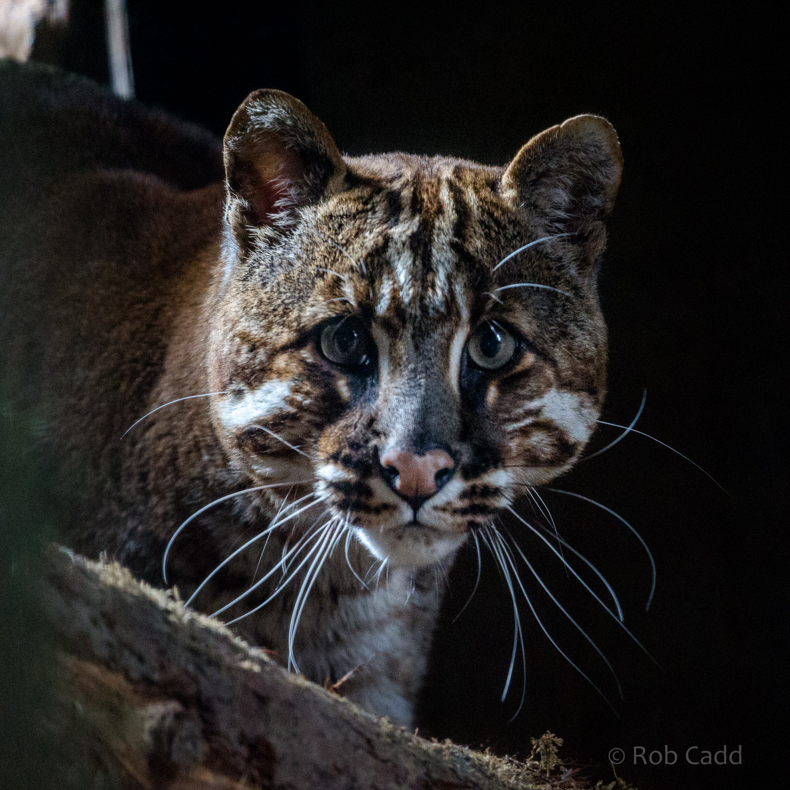 Tibetan golden cat : Exmoor Zoo : 22 May 2015