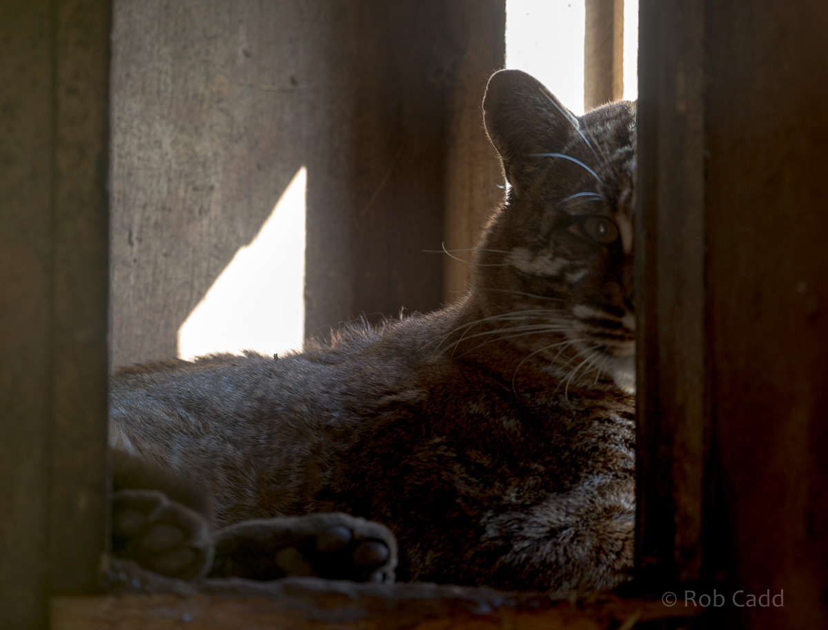Tibetan golden cat : Thrigby Hall : 25 Mar 2016
