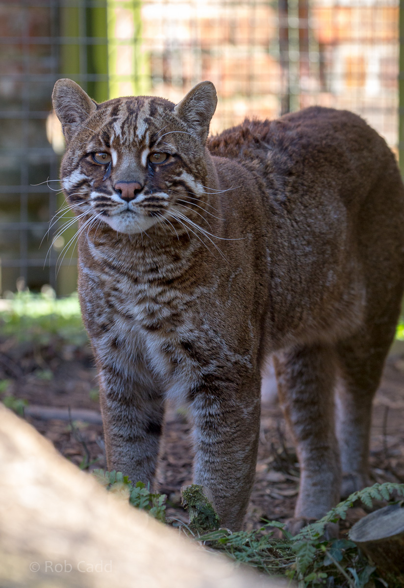 Tibetan golden cat : Thrigby Hall : 25 Mar 2016