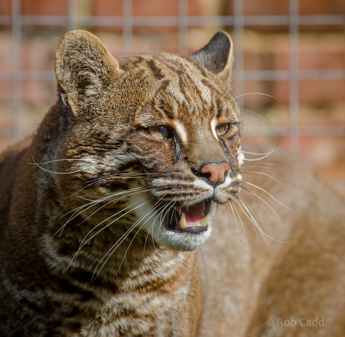 Tibetan golden cat : Thrigby Hall : 25 Mar 2016