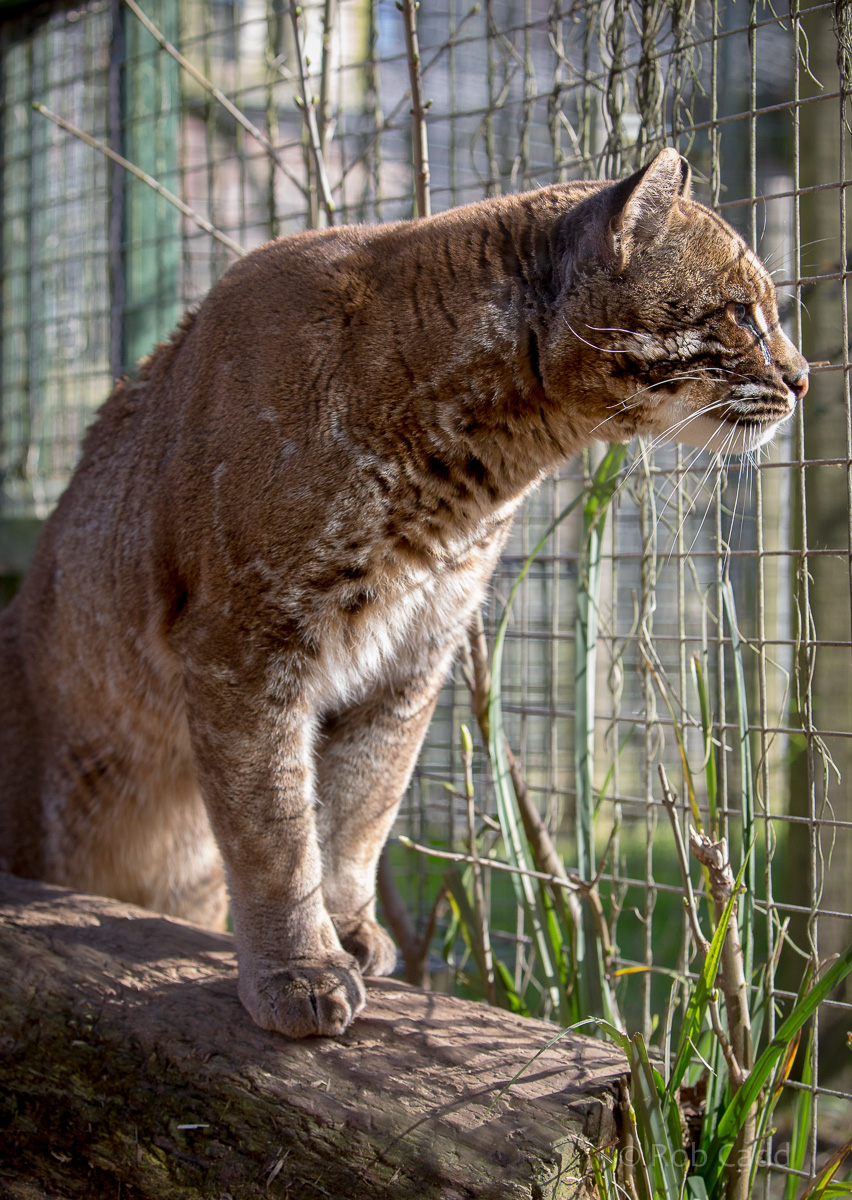Tibetan golden cat : Thrigby Hall : 25 Mar 2016