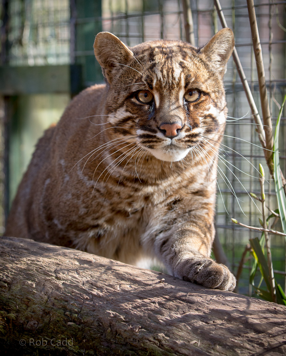 Tibetan golden cat : Thrigby Hall : 25 Mar 2016