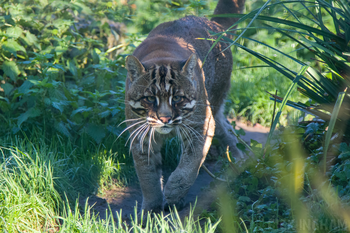 Tibetan Golden Cat