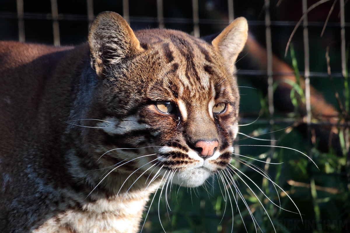 Tibetan Golden Cat