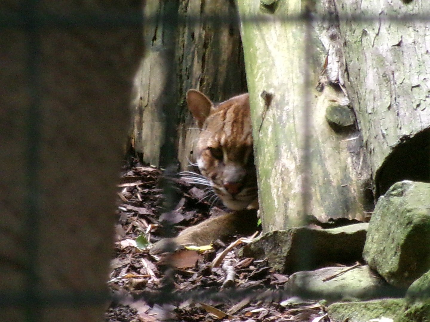 Tibetan golden cat
