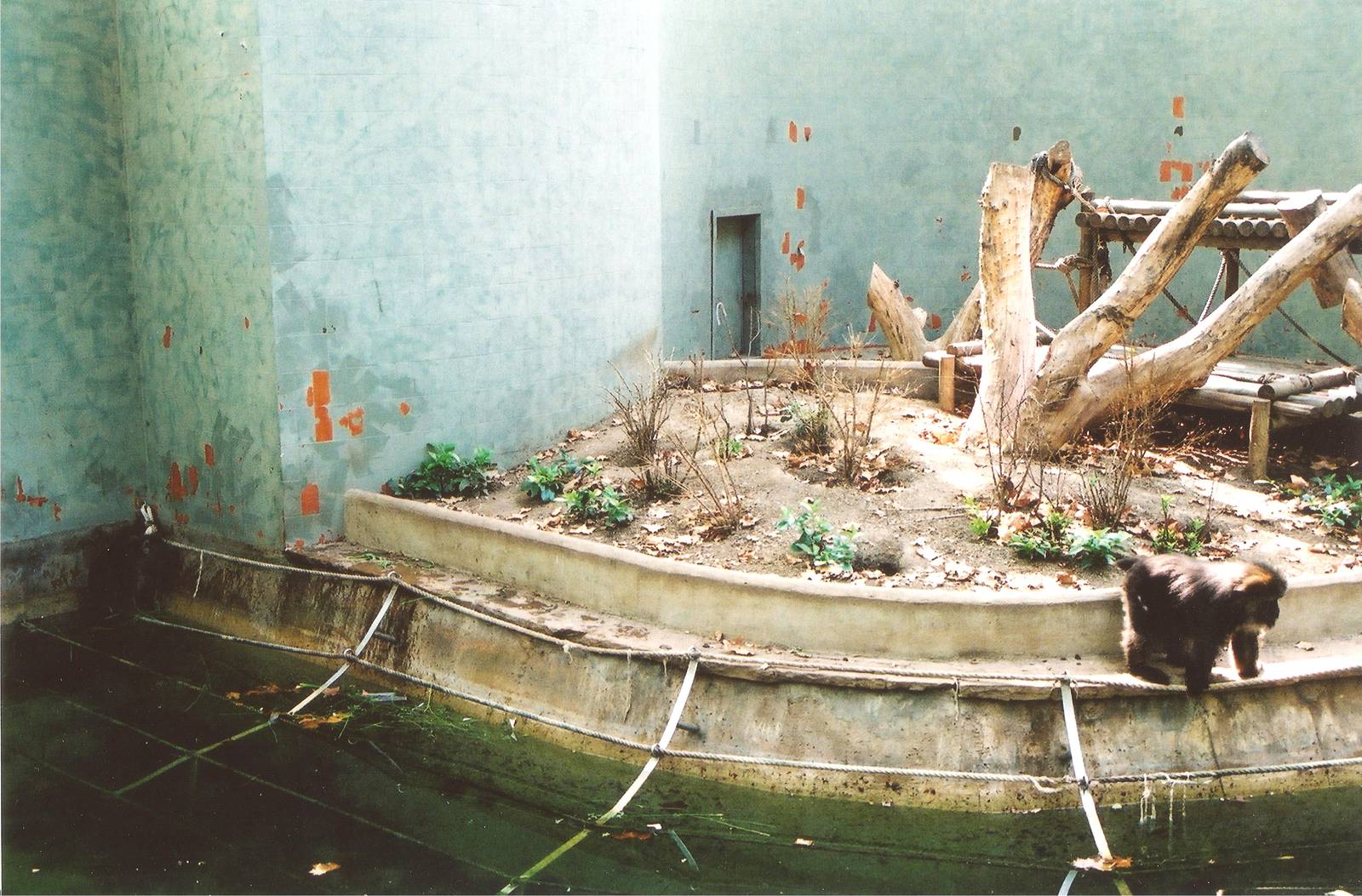 Tibetan Macaque at Barcelona, 2002