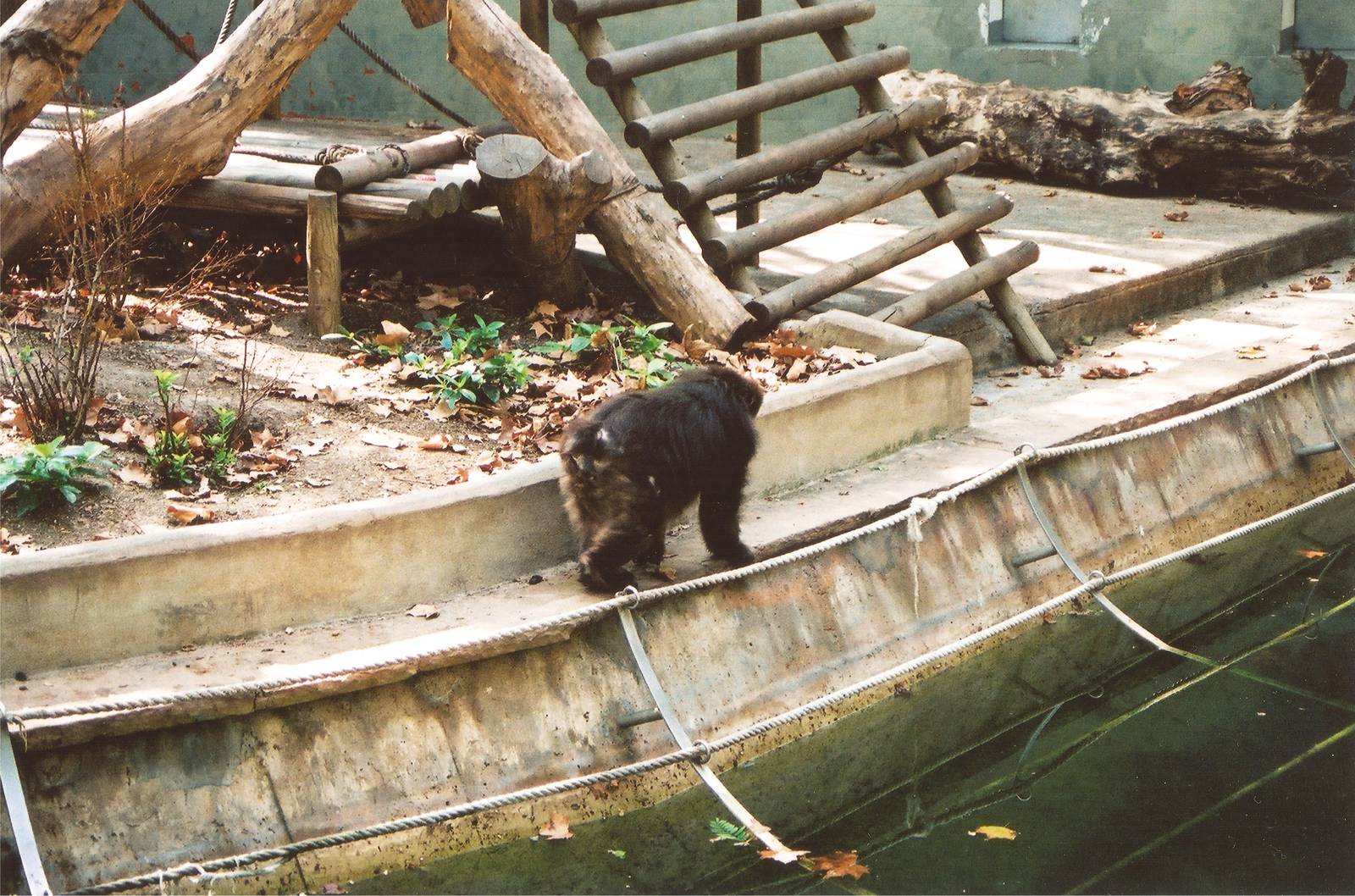 Tibetan Macaque at Barcelona, 2002
