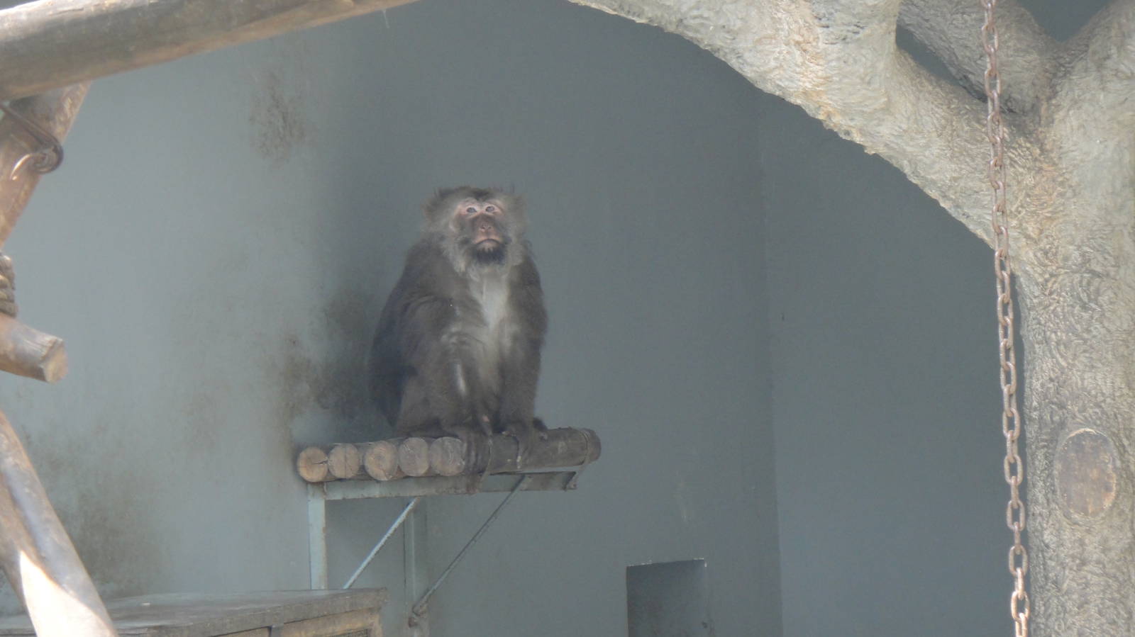 Tibetan macaque at Chengdu zoo 2013-3-24