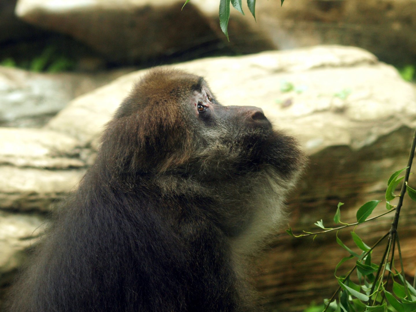 Tibetan macaque - Central Asian highlands