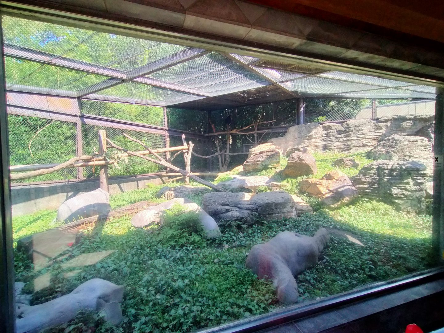 Tibetan macaque exhibit