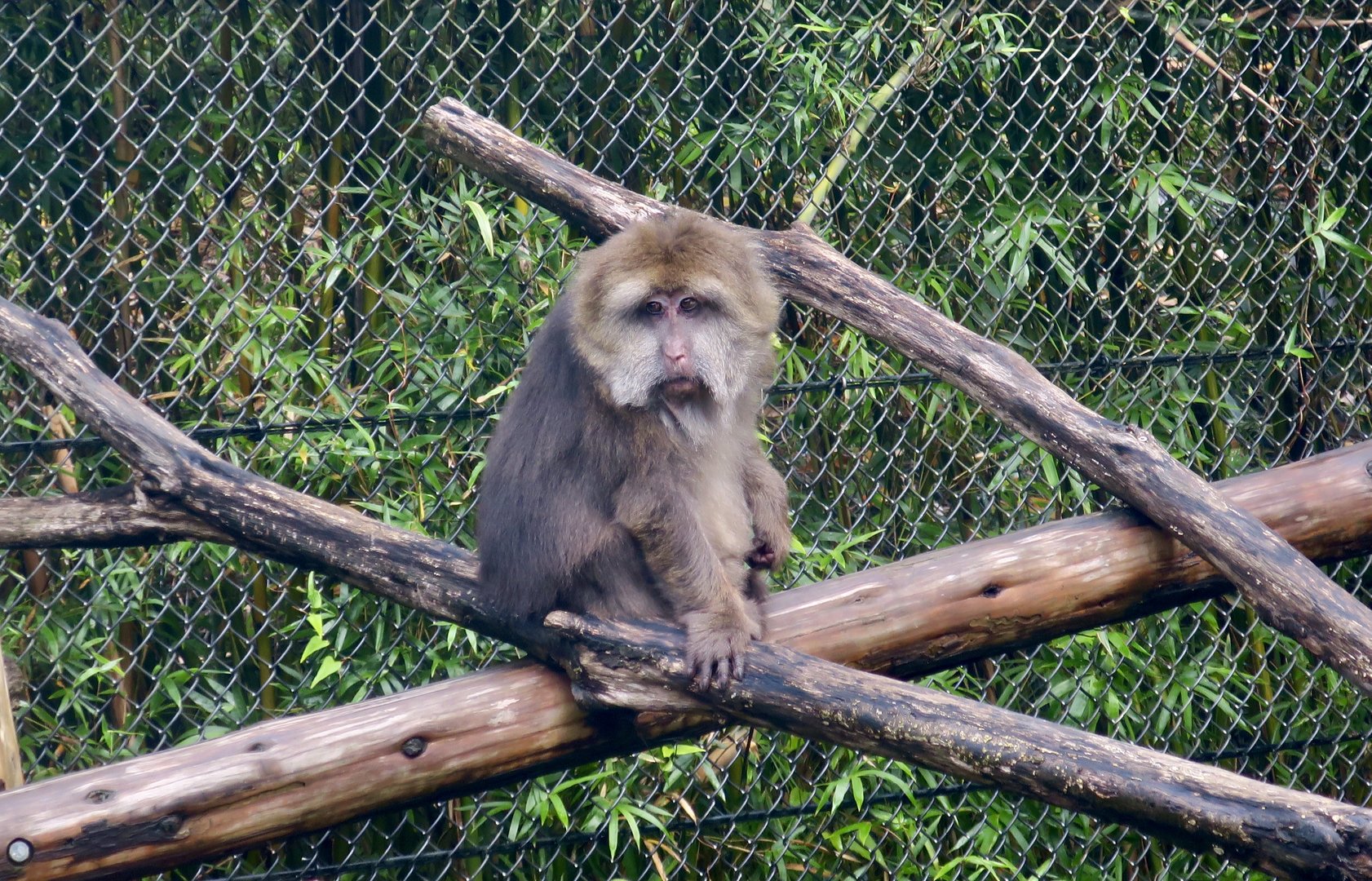 Tibetan Macaque (Macaca thibetana thibetana)