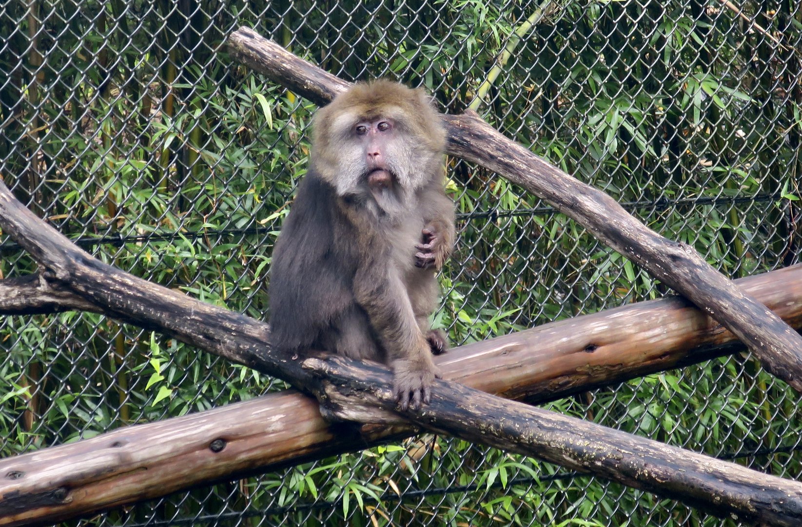 Tibetan Macaque (Macaca thibetana thibetana)