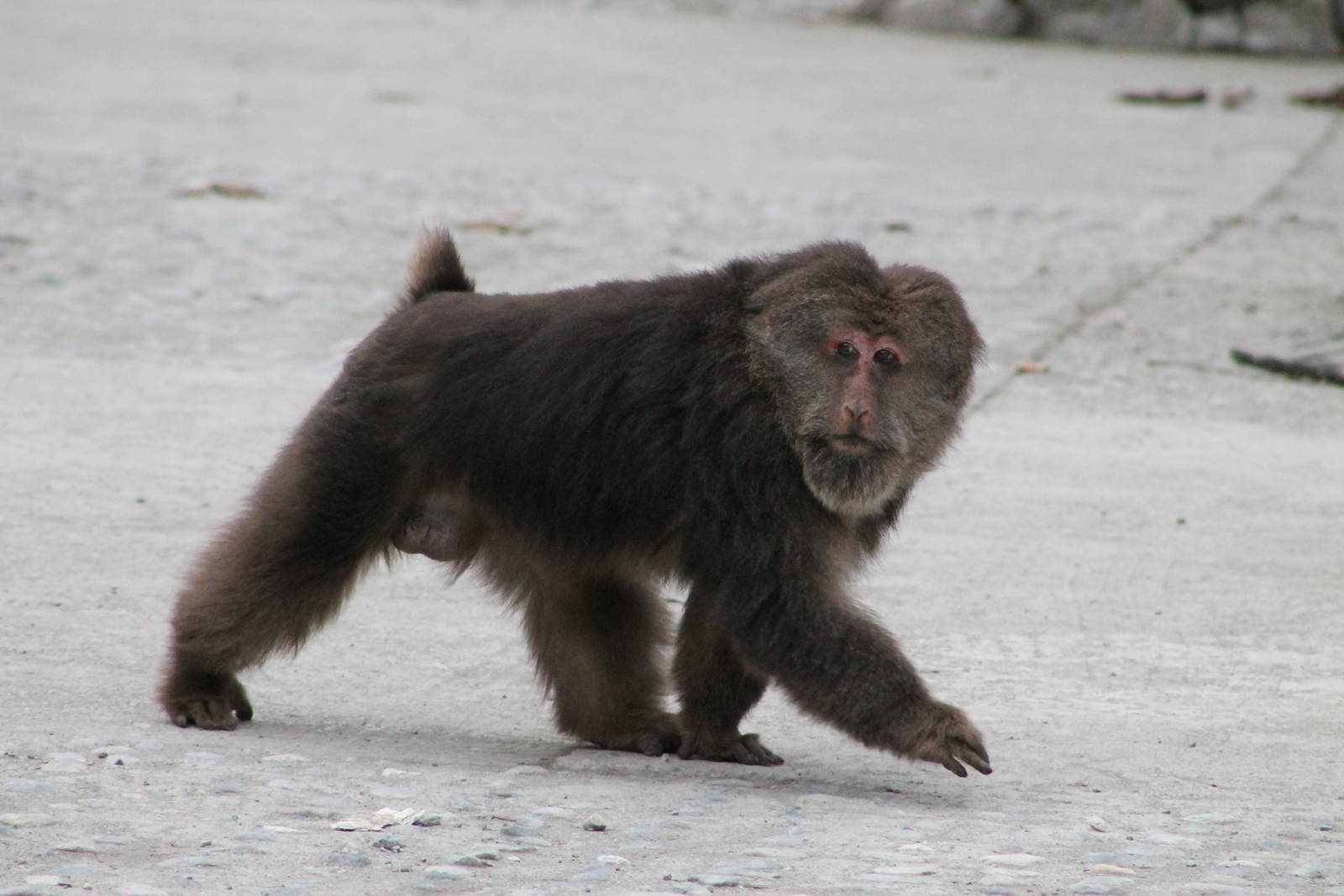 Tibetan macaque (Macaca thibetana)