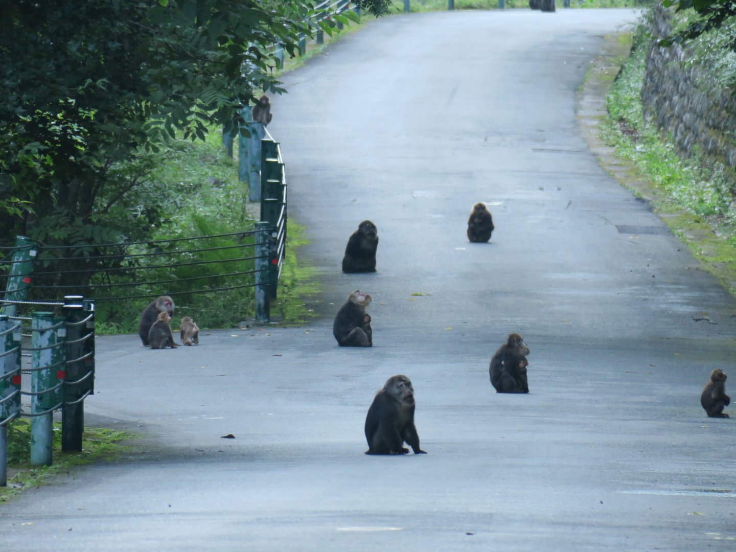 Tibetan macaque (Macaca thibetana)