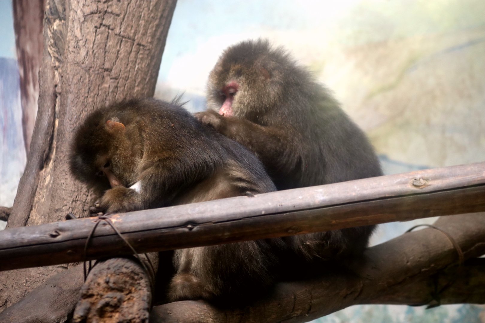 Tibetan Macaque (Macaca thibetana)