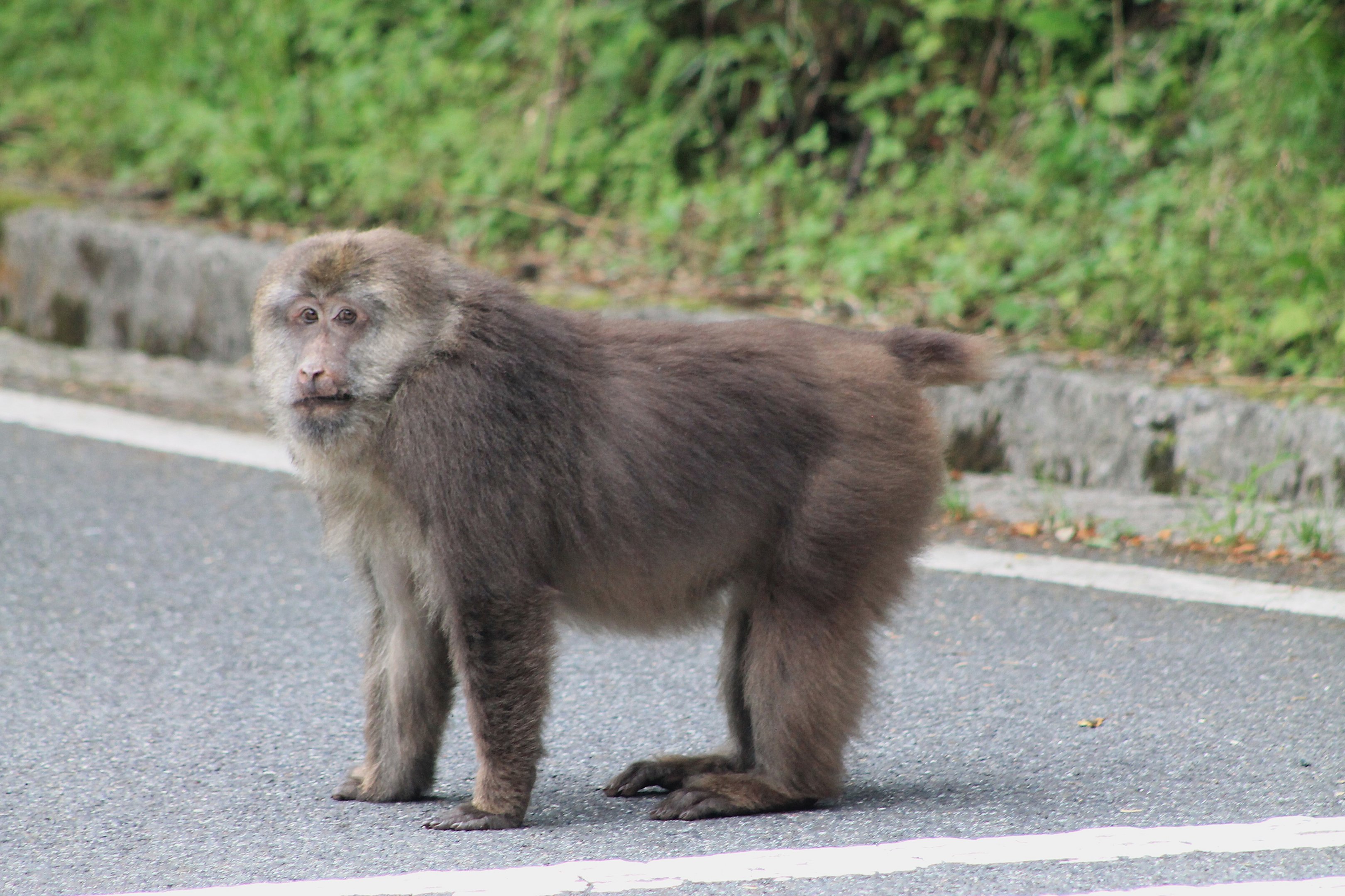 Tibetan Macaque (Macaca thibetana)