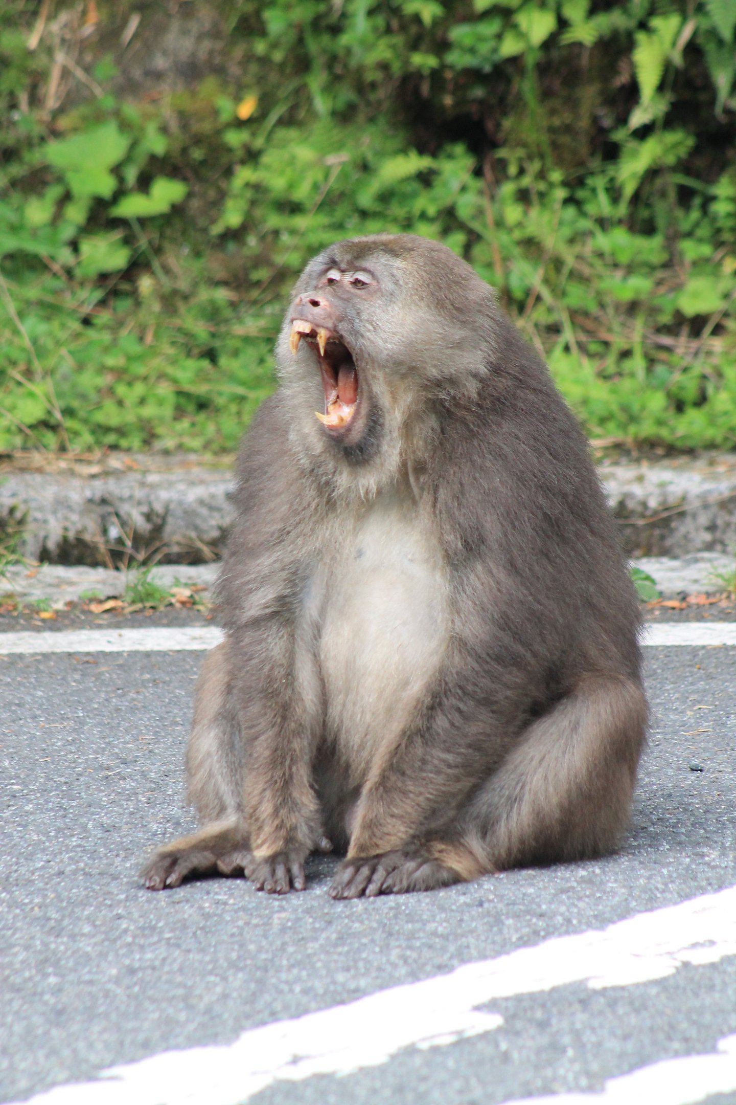 Tibetan Macaque (Macaca thibetana)