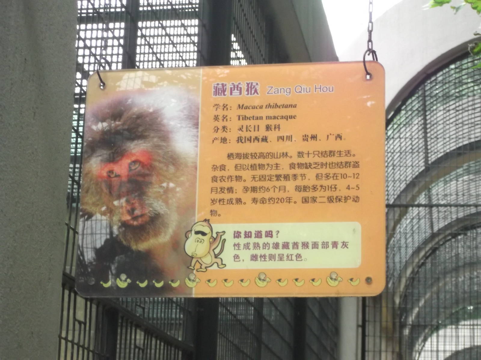 Tibetan Macaque sign