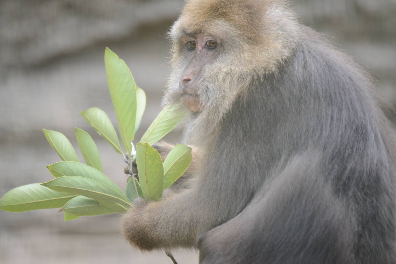 Tibetan macaque