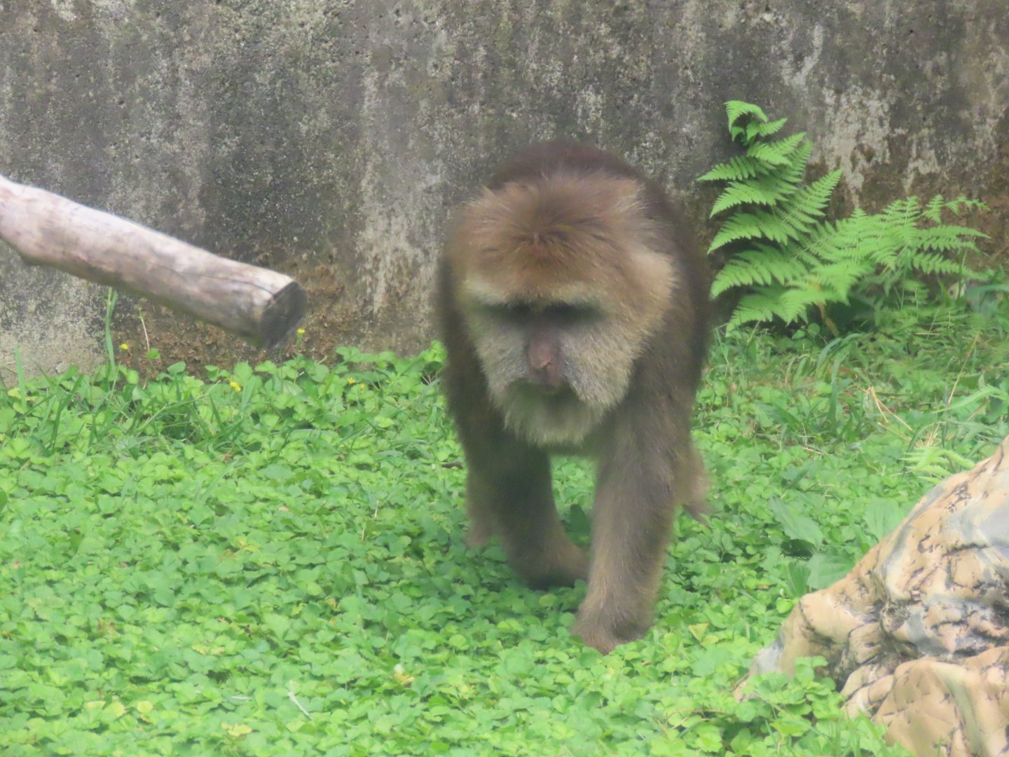 Tibetan macaque
