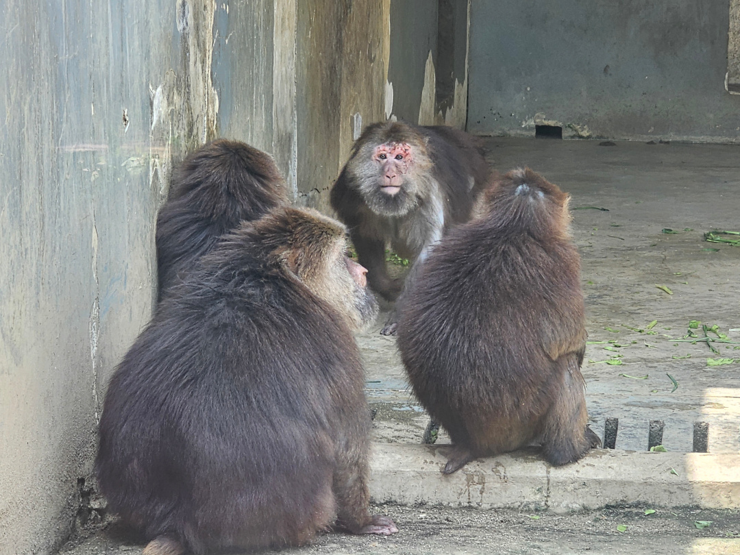 Tibetan macaques, 05/2025