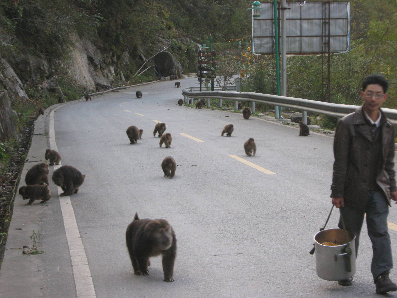 Tibetan macaques (Macaca thibetana)